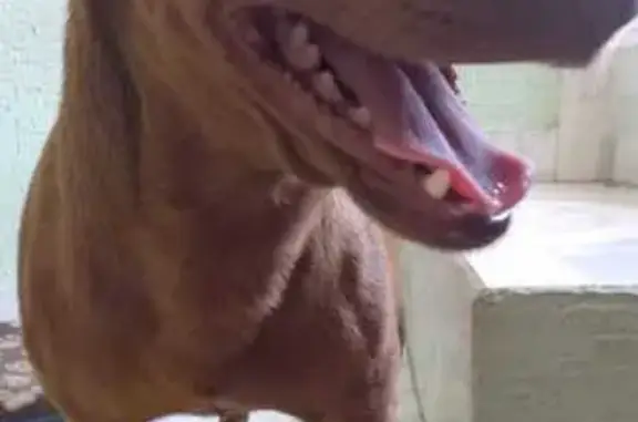 ¡Perro Perdido! Raza Pequeña, Café Claro