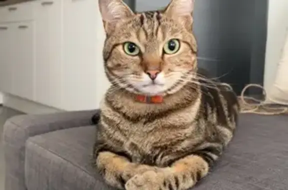 Chat perdu, Cannes, photo: Cannelle, chat tigré perdu à Cannes