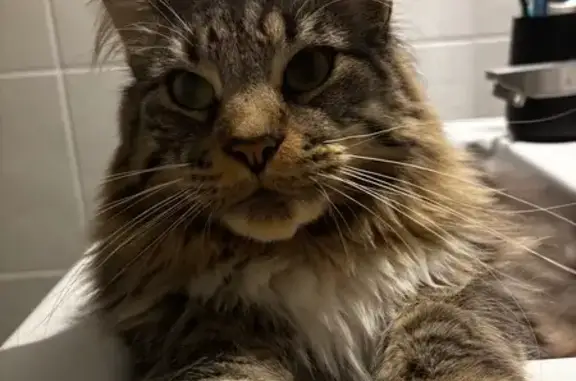 Chat perdu, Saujon, photo: Chat tigré perdu, Saujon, Rue des Primevères