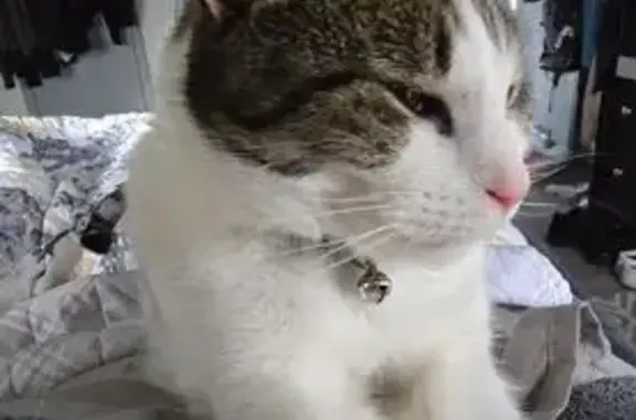 Lost Cat: Grey & White, Lexington Area