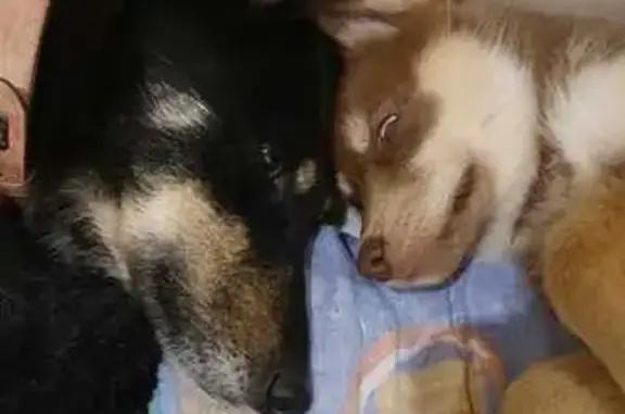 Chien perdu , photo : Deux chiennes perdues à Passirac