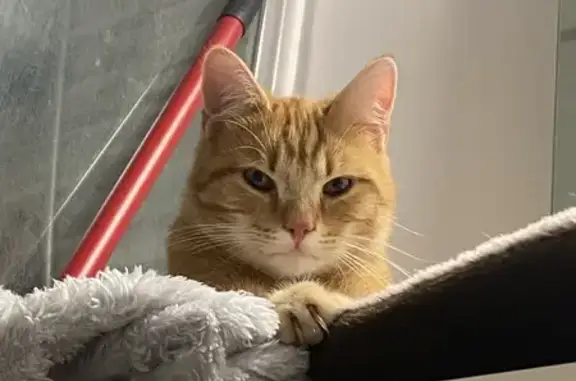 Chat roux sociable trouvé à Aurillac - photo