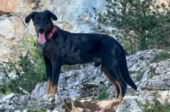 Beauceron mâle perdu, craintif, pucé - photo