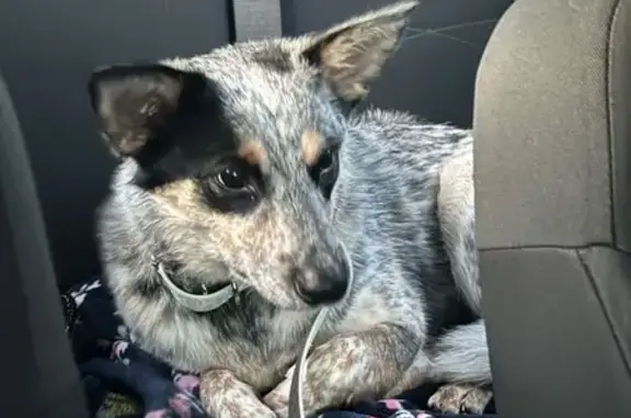 Lost Blue Heeler: Unique Coat & Raccoon Eyes