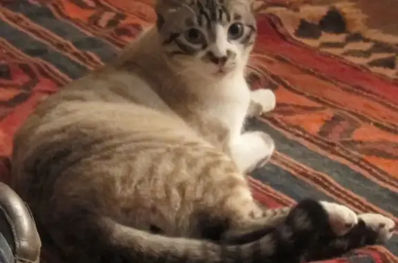 Animaux perdus Montreuil, photo: Chat perdu : gros matou gris-blanc, peureux