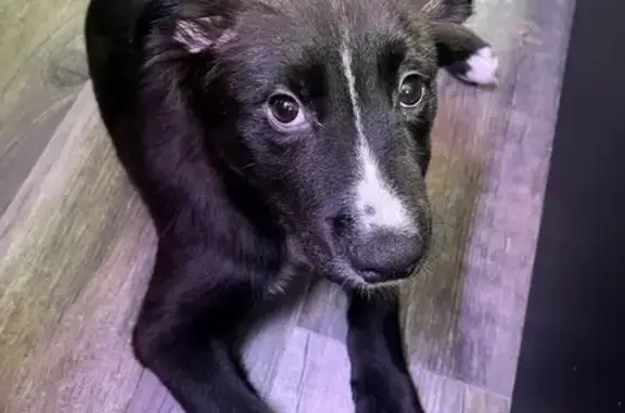 Found: Black Border Collie in San Antonio