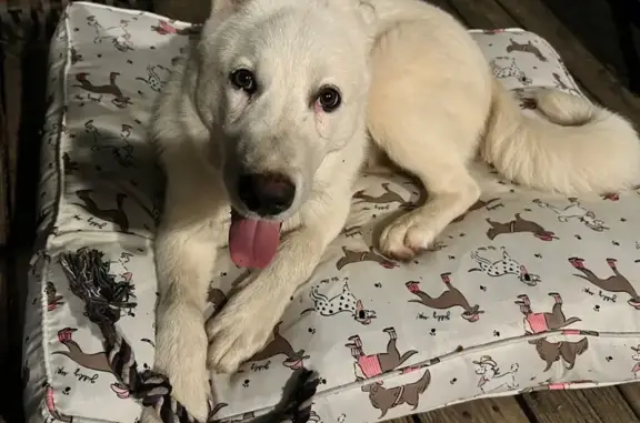 Lost & Found: Sweet Fluffy Pup in Conroe