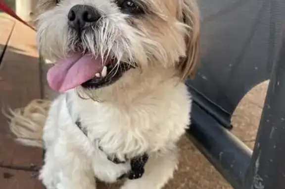 Lost Shih Tzu: Friendly, Needs Medication