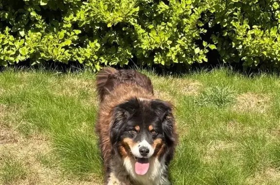 Chien perdu Landudec, photo : Chien perdu, Rue ar Mor, Landudec