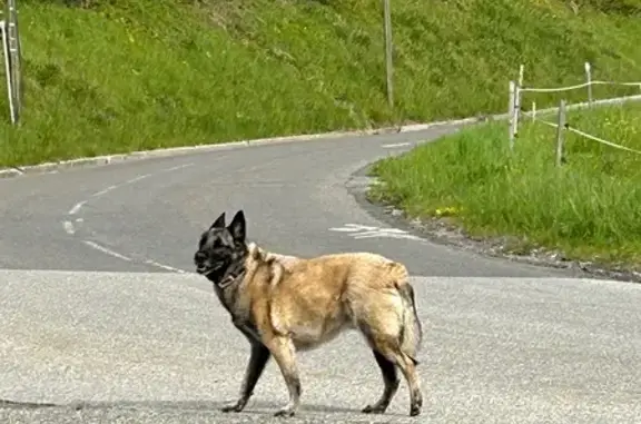 Chien craintif trouvé à Lucinges sans GPS - photo