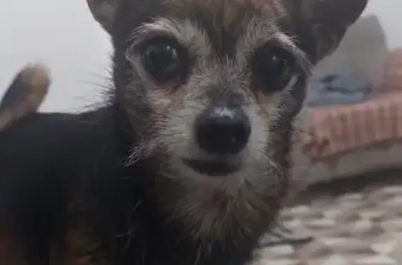 cachorro desaparecida