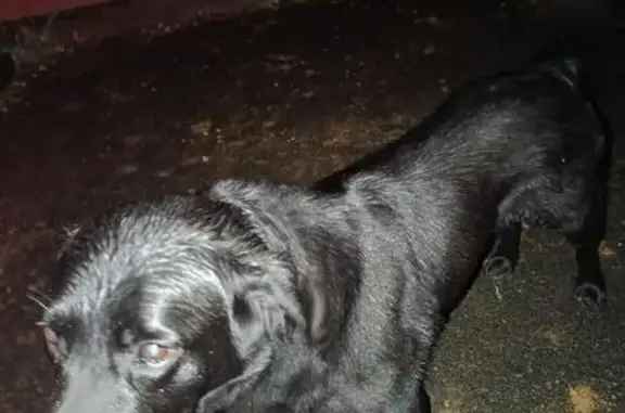 Animaux trouvés Celle-Lévescault, photo: Labrador noir trouvé, très sociable, Celle-Lévescault
