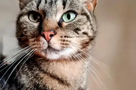 Animaux perdus Salon-de-Provence, photo: Chatte Européenne perdue à Salon-de-Provence