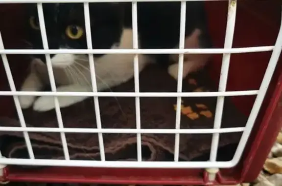 Chat noir et blanc trouvé à Aulnay-sous-Bois - photo