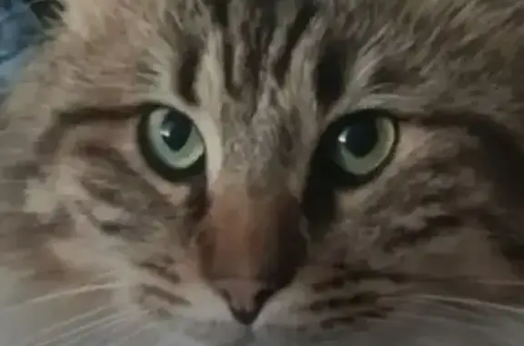 Chat mâle tigré perdu à Aigondigné - photo