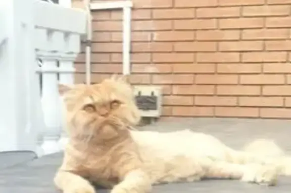 ¡Gato Persa Perdido en Costa Azul, Almería!