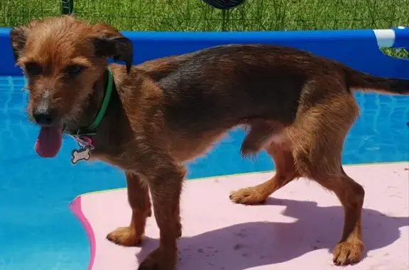 ¡Perro Perdido! Mix Teckel en Puertollano