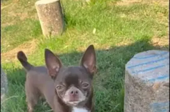 ¡Perdida! Chihuahua Chocolate Pepa en Badajoz