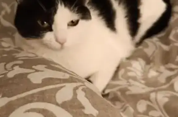 Gata Blanca y Negra Perdida en León