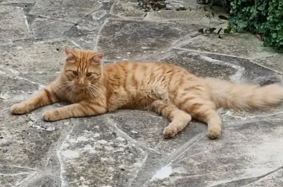 Chat perdu rue de l'Église Saint-Anne - photo