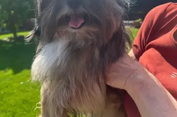 Petit chien trouvé Rue Eugène Gaudefroy - photo