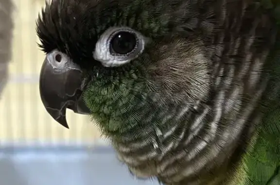 Lost Bird Alert: Redhill Rd, Singapore