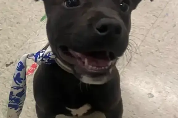 Found: Black Puppy with White Markings
