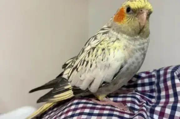 Lost Bird: Charlie, Victory Pa...