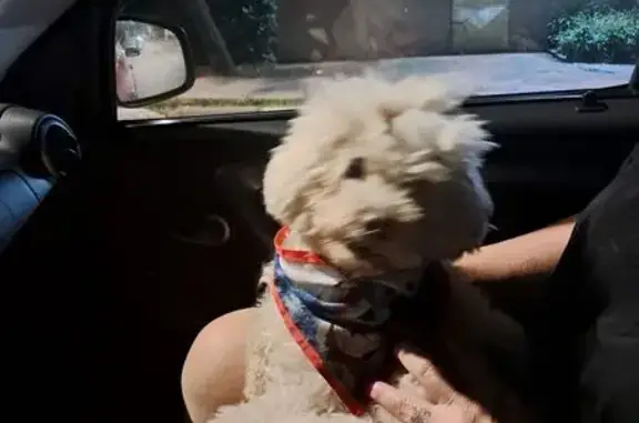 cachorro encontrada