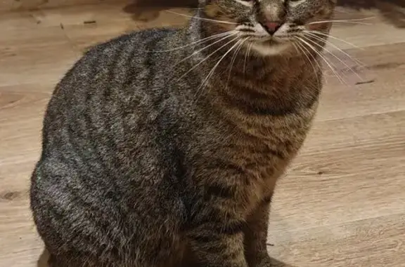 Animaux perdus Vizille, photo: Chat perdu : tigré, tâche blanche, Vizille