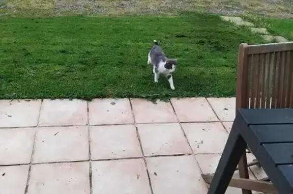 Animaux trouvés Le Vigen, photo: Chat blanc et gris trouvé au Vigen