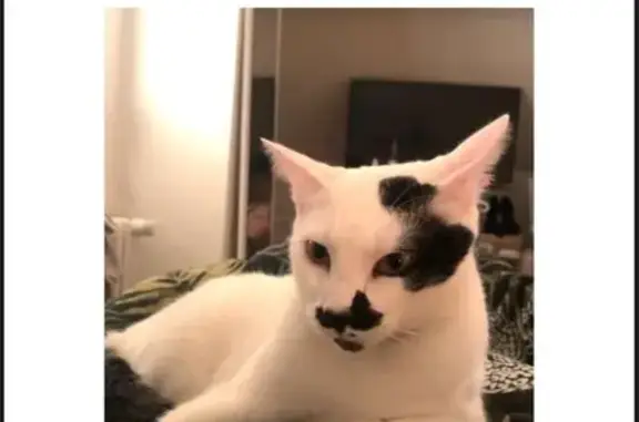Chat blanc perdu, tache noire, Nommay - photo