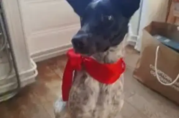 Chienne perdue noire/blanche à Largentière - photo