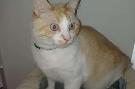 Animaux perdus Ifs, photo: Chat blanc/roux perdu, collier vert à Ifs
