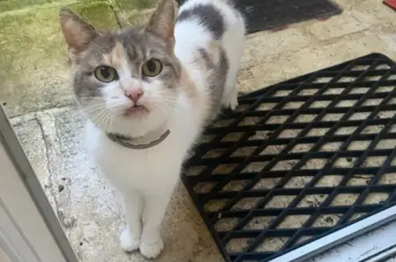 Chatte tricolore amaigrie, gestante, trouvée - photo