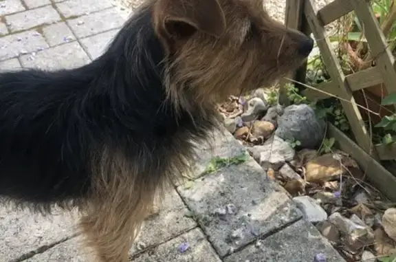 Animaux trouvés Saint-Aubin-lès-Elbeuf, photo: Chien trouvé Rue de Seine, Saint-Aubin