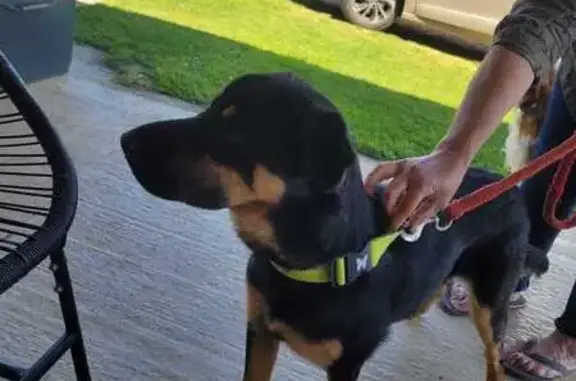 Animaux trouvés , photo: Jeune chien croisé beauceron trouvé