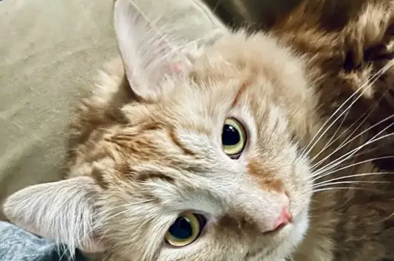 Lost Light Orange Maine Coon in Phoenix