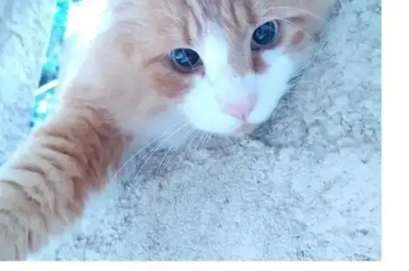 Chat perdu roux/blanc poil long à Tourrette - photo