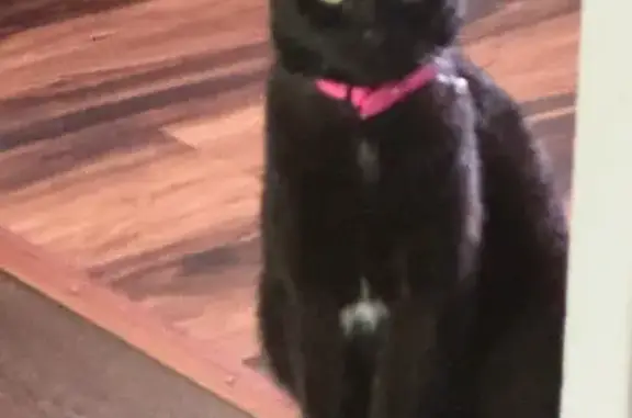 Friendly Found Cat: Pink Collar, Rome