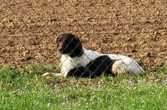 Chien(ne) épagneul trouvé(e) à Neufvy-sur-Aronde - photo