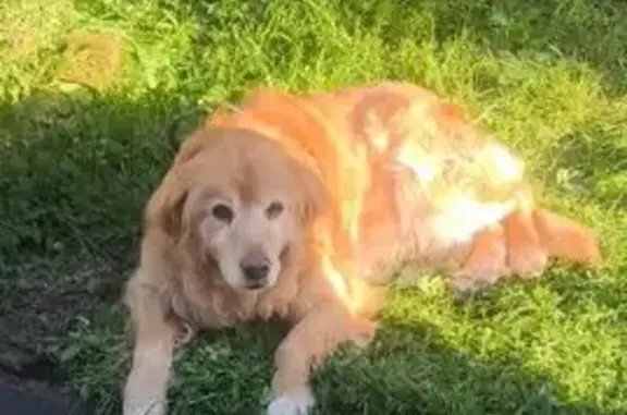 Chien beige 14 ans sourd perdu au Havre - photo