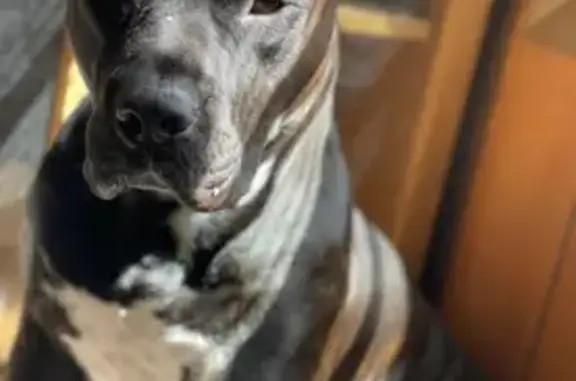 Help Find Fez: Deaf Dog Lost on Copeland Rd