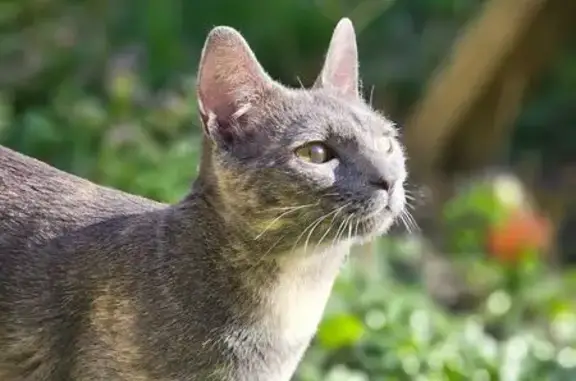 Chat perdu, Dreux, photo: Perdue : Chatte grise Moon, craintive Dreux