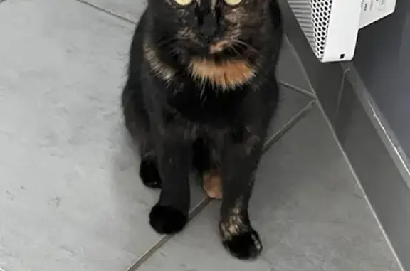 Animaux perdus , photo: Chatte écaille perdue, Lorry-lès-Metz