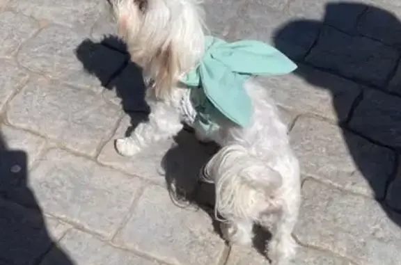 Perro Perdido: Bichón Maltés en Loriguilla