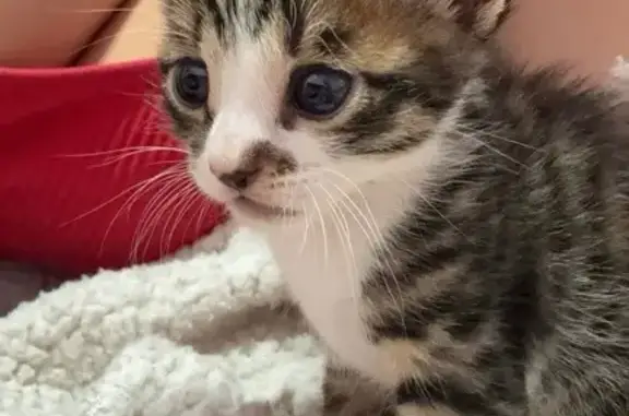 Gatito Perdido en Lorca: Oscuro y Blanco