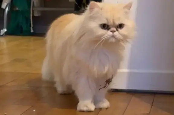 Chat perdu, Heudreville-sur-Eure, photo: Chat beige crème perdu à Heudreville-sur-Eure
