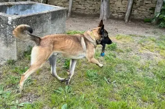 Chien trouvé, Route de Chalabre, Ajac - photo