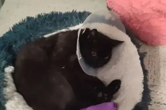 Chat perdue, queue courte, tête déformée - photo